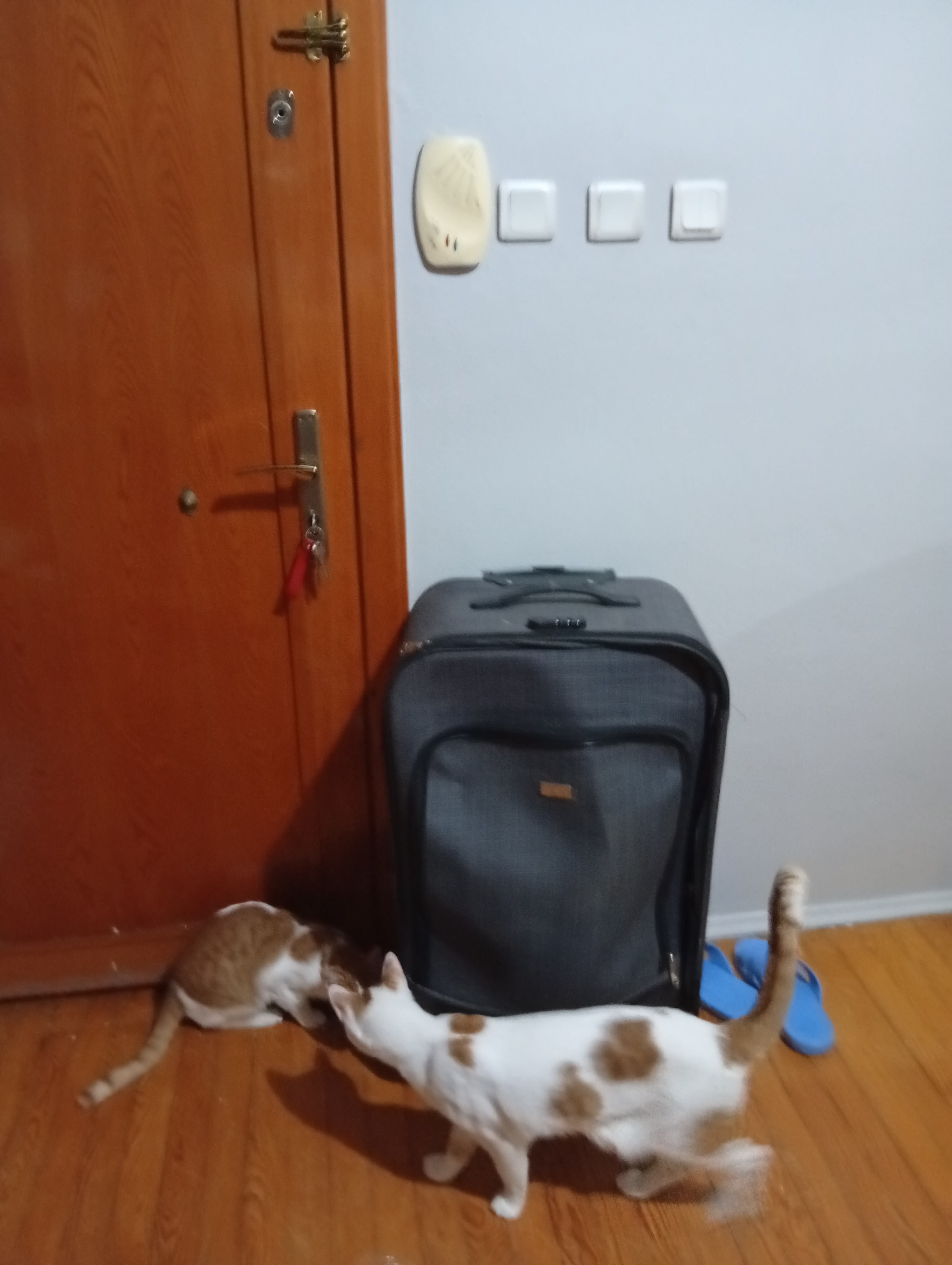Bayrampaşa kiralık oda – Dikkat Kedili ev
